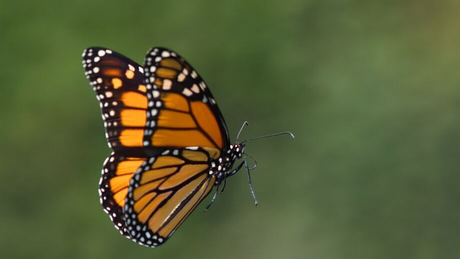 Fritz Plaumann foi responsável pela descoberta de 1.500 novas espécies de insetos