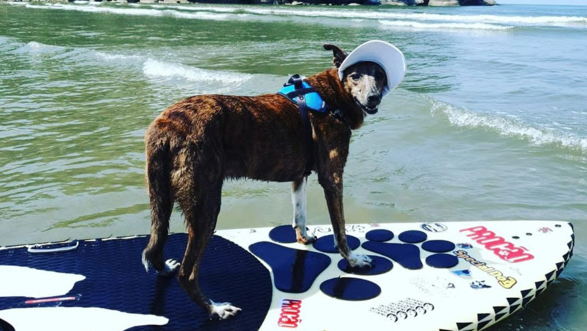 A Aula de Surf Dog é promovida pela Pets Turistas e comandada pelo educador físico Augusto