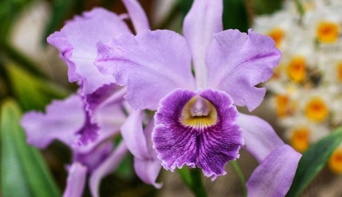 Durante os três dias, os visitantes poderão conferir uma ampla exposição e venda de orquídeas, além de acessórios e insumos voltados ao cultivo