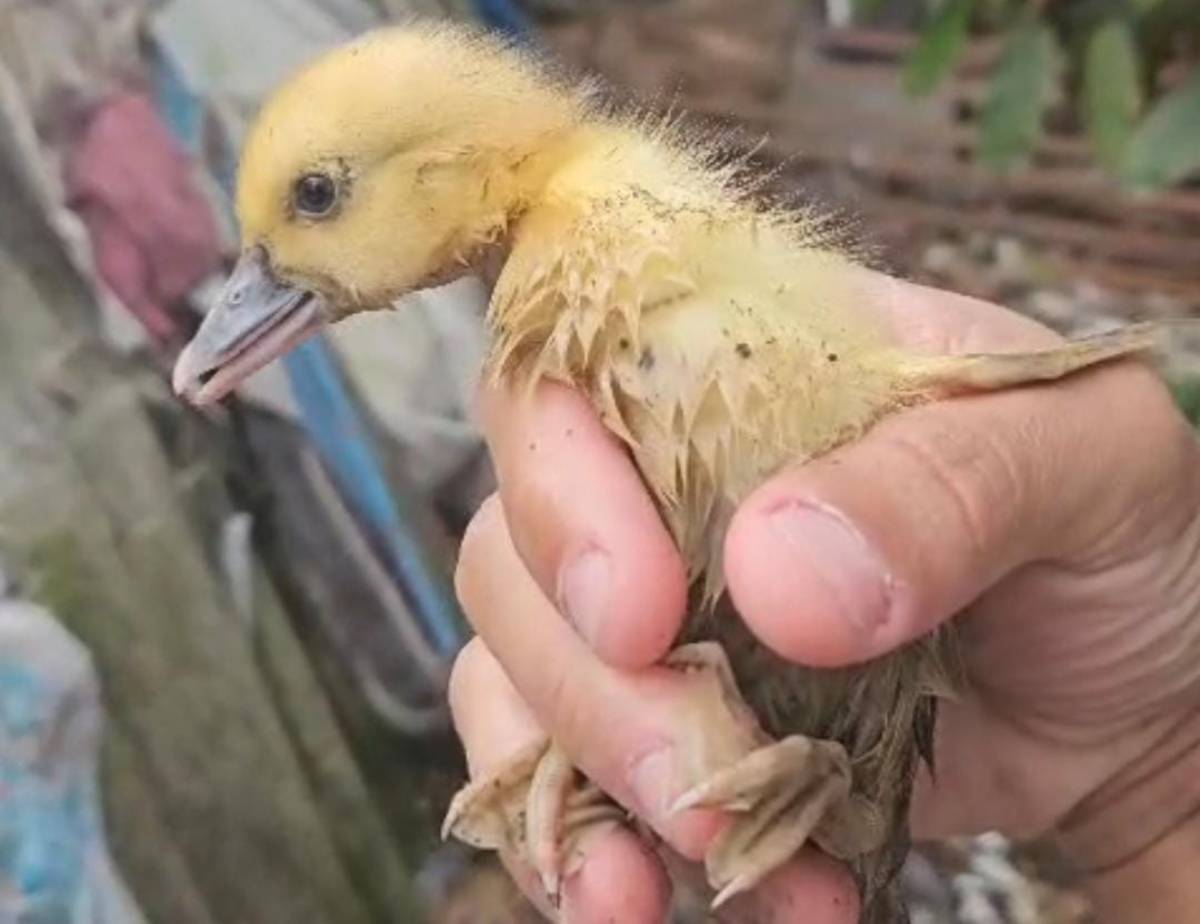 Em seguida, os patos foram devolvidos à sua tutora