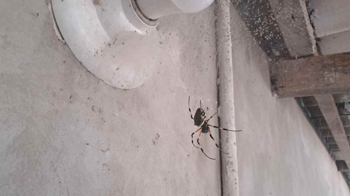 A Maria-bola têm veneno, mas a sua toxina não faz mal para os humanos