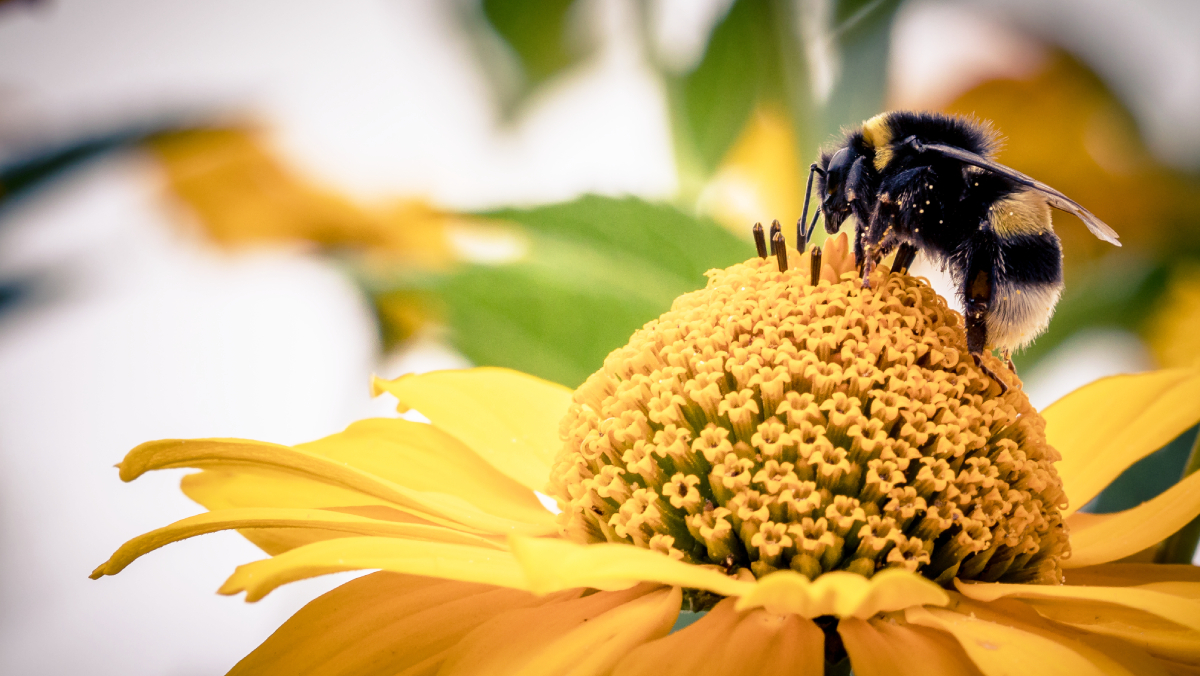 As mandaçaias são abelhas nativas do Brasil, dóceis e fáceis de criar