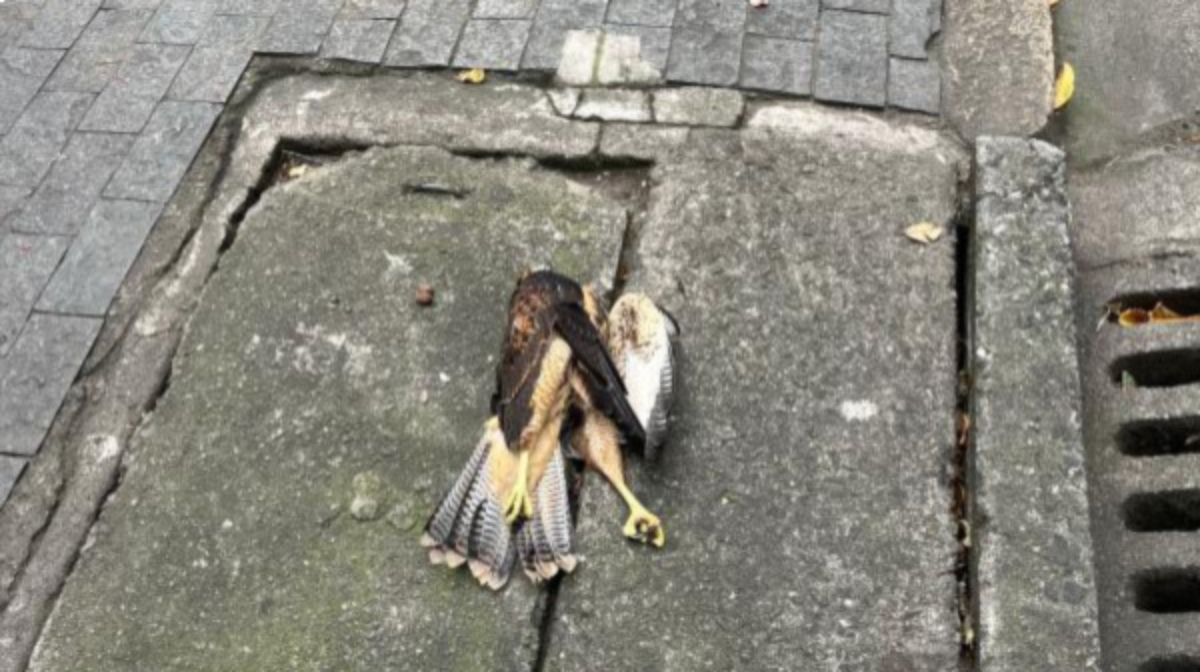 Os gaviões também têm interesse em viver nas cidades devido à grande oferta e facilidade de presas