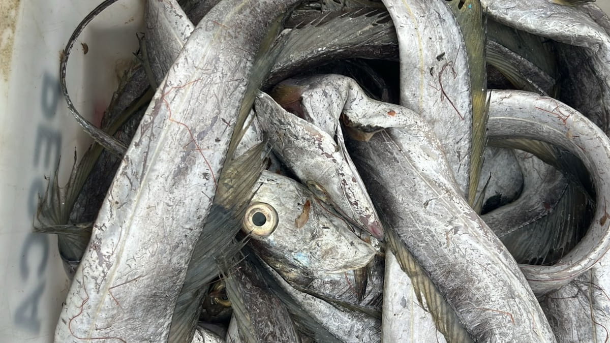 A fiscalização foi motivada por denúncias de moradores e comerciantes, que relataram a venda de peixes deteriorados em ambientes impróprios