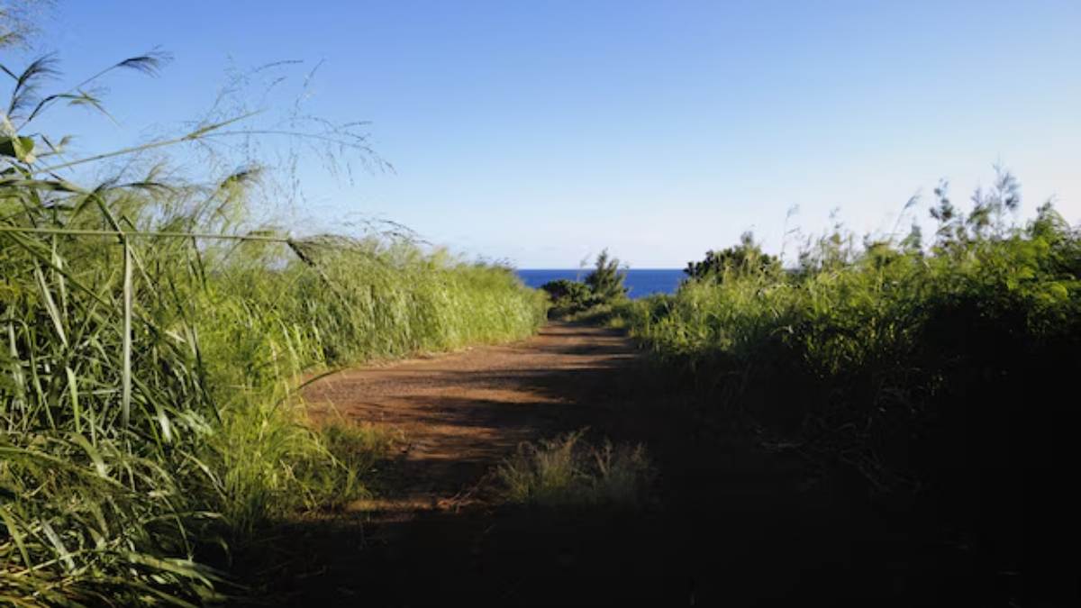 Planta invasora de estradas