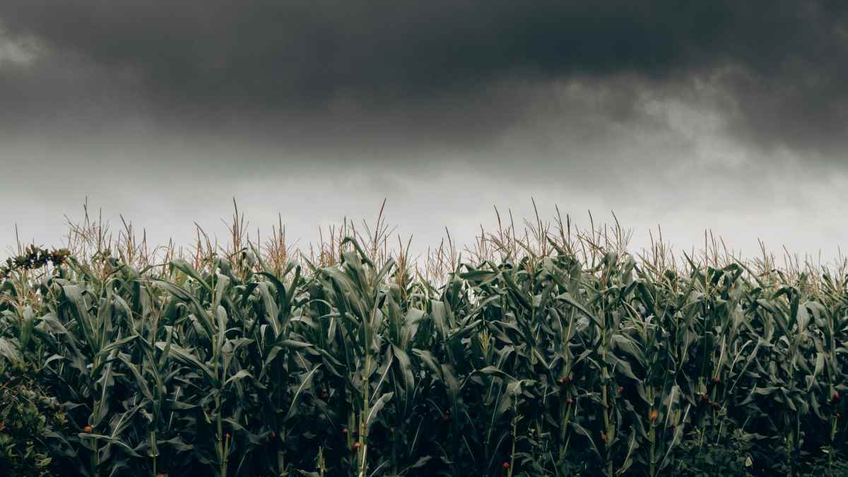 O município conta com apenas 6.917 habitantes e fica a 90 km de Ribeirão Preto