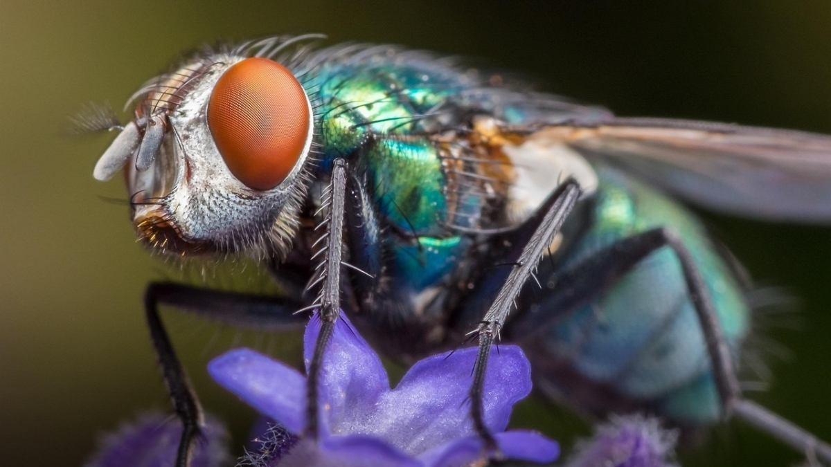 No verão, o lixo fermenta mais rápido e começa a exalar aquele cheiro que atrai os insetos.