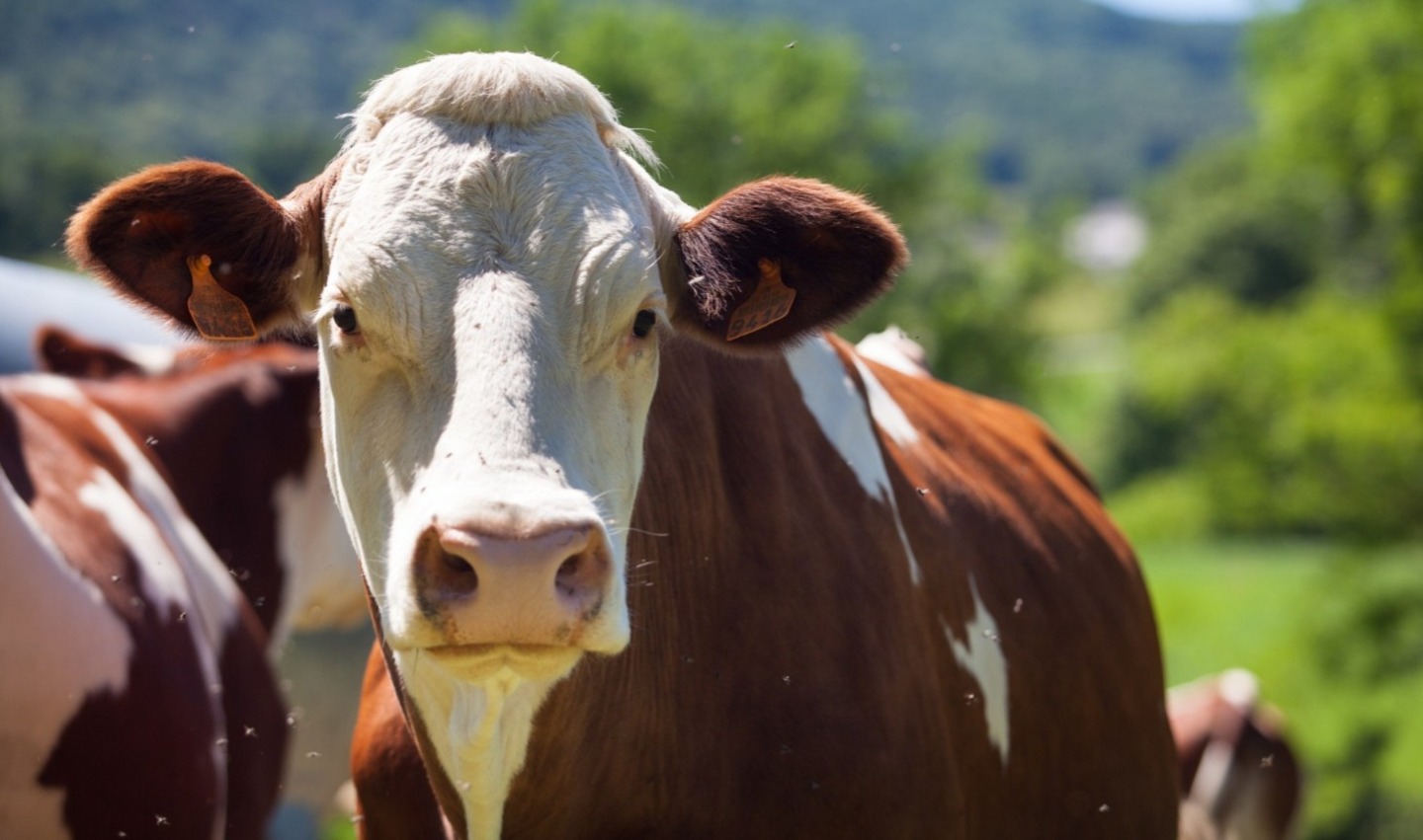 A doença da vaca louca é uma doença rara neurodegenerativa que causa lesões cerebrais graduais e definitivas, provocando sintomas como perda de memória, dificuldade para pensar e tremores