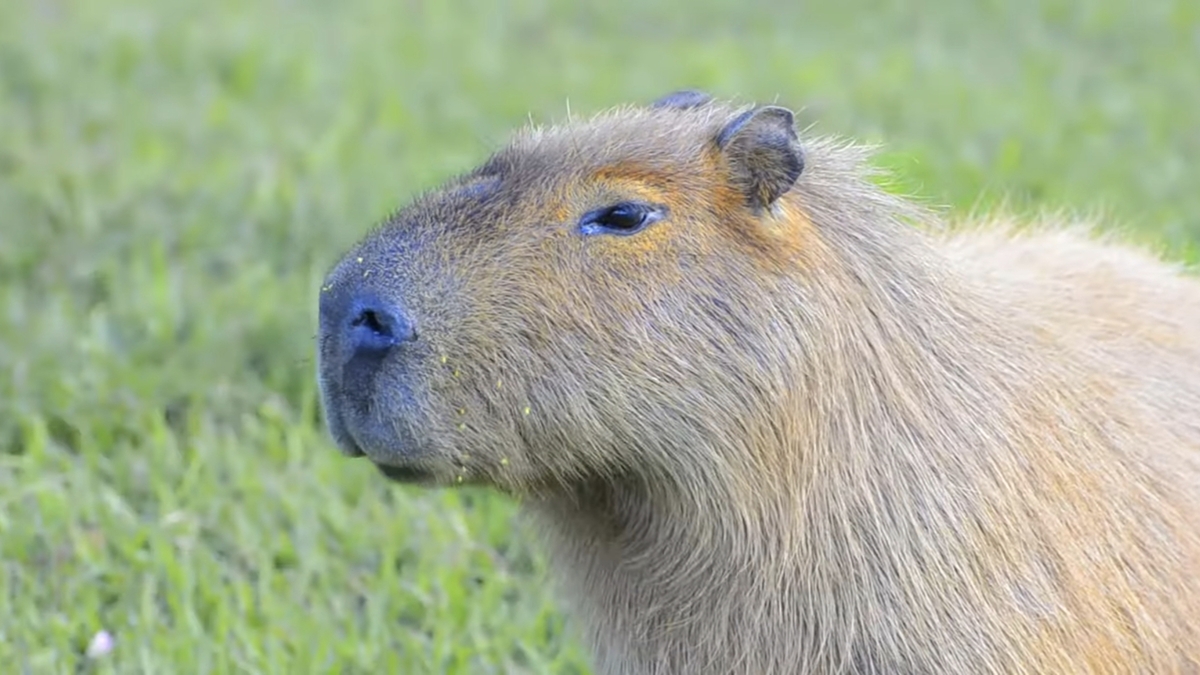 A invasão dos capivaras preocupa a população