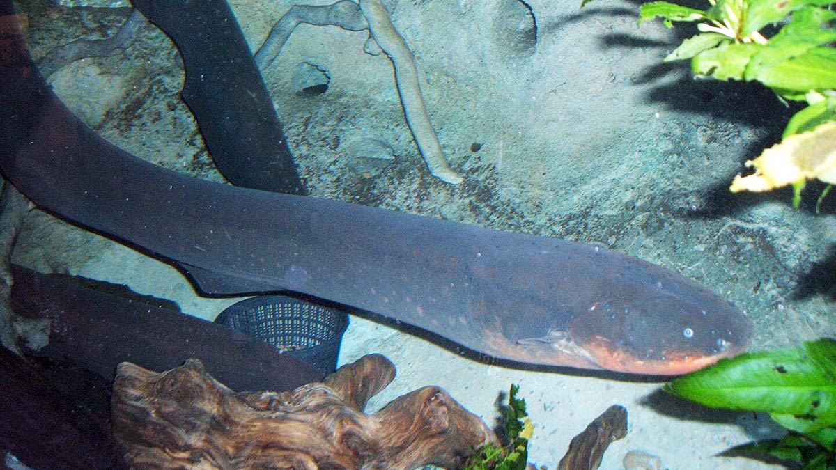 O poraquê pode usar a eletricidade para caçar