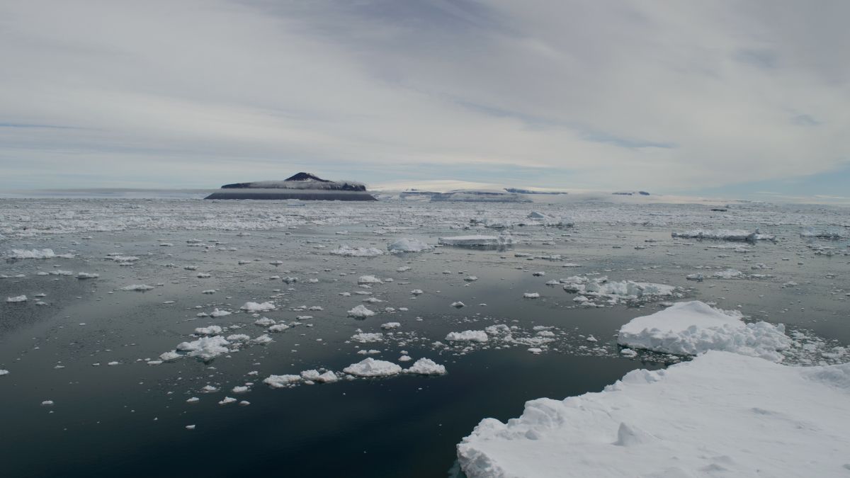 Novas espécies são reveladas na Antártida: o que a estrela-pena-morango nos ensina?