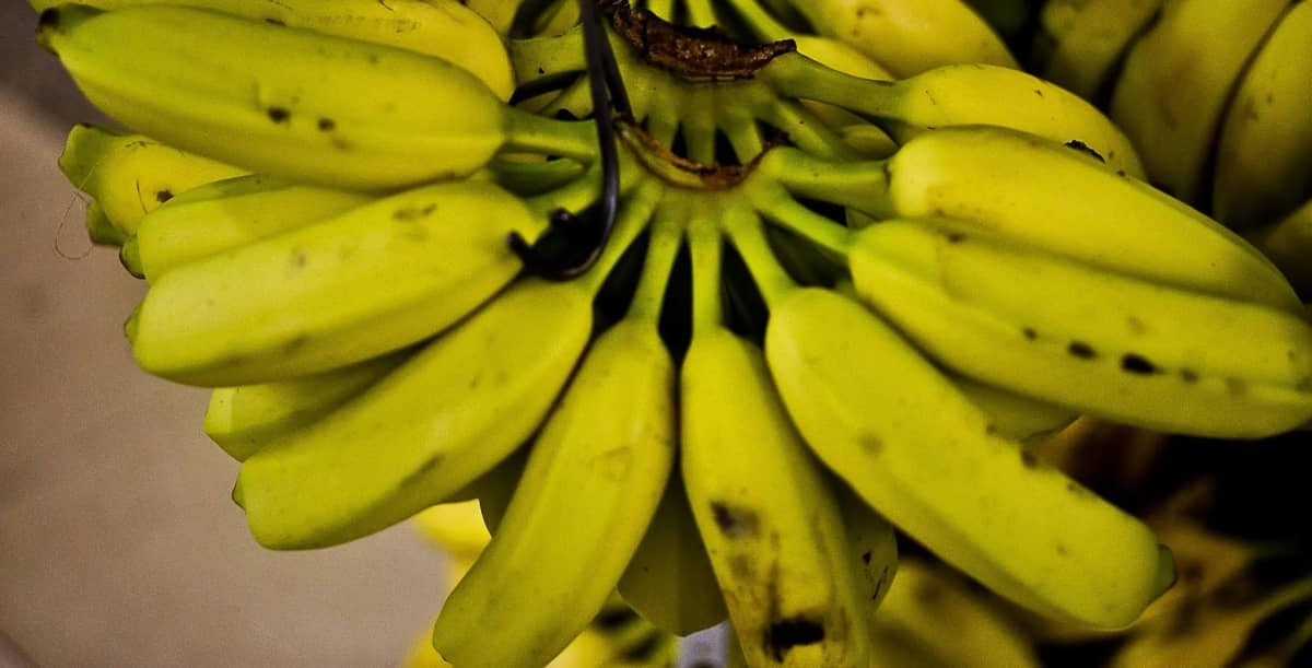 Como armazenar corretamente a banana sem que ela amadureça rápido?