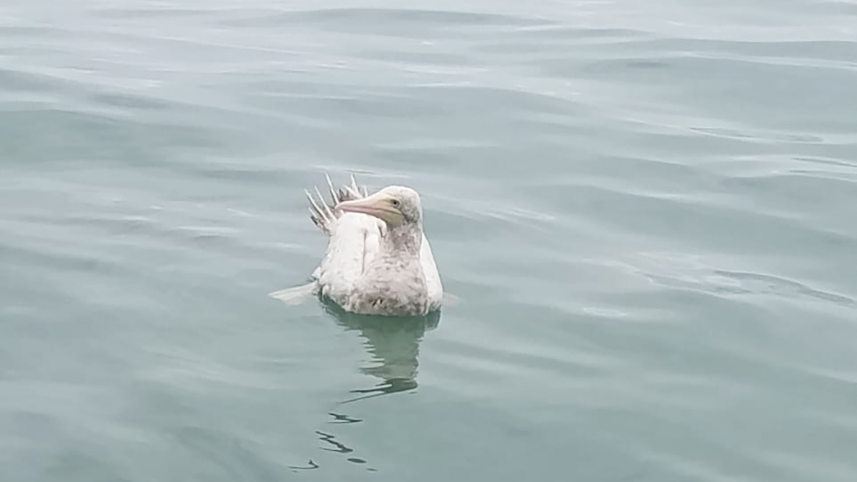 O atobá-pardo (Sula leucogaster) com leucismo foi fotografado nesta terça-feira (5)