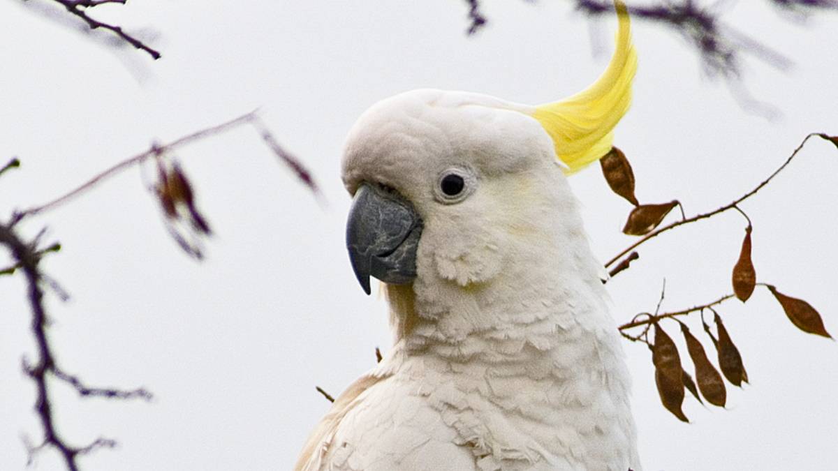 A cacatua-de-crista-amarela é uma das espécies de aves mais raras do mundo