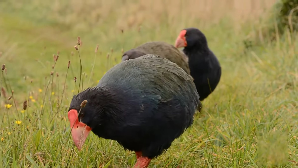 Essas aves não voam, mas correm bastante