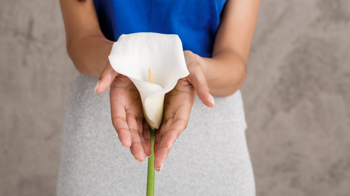 Correntes de ar e mudanças bruscas de temperatura podem prejudicar o lírio-da-paz