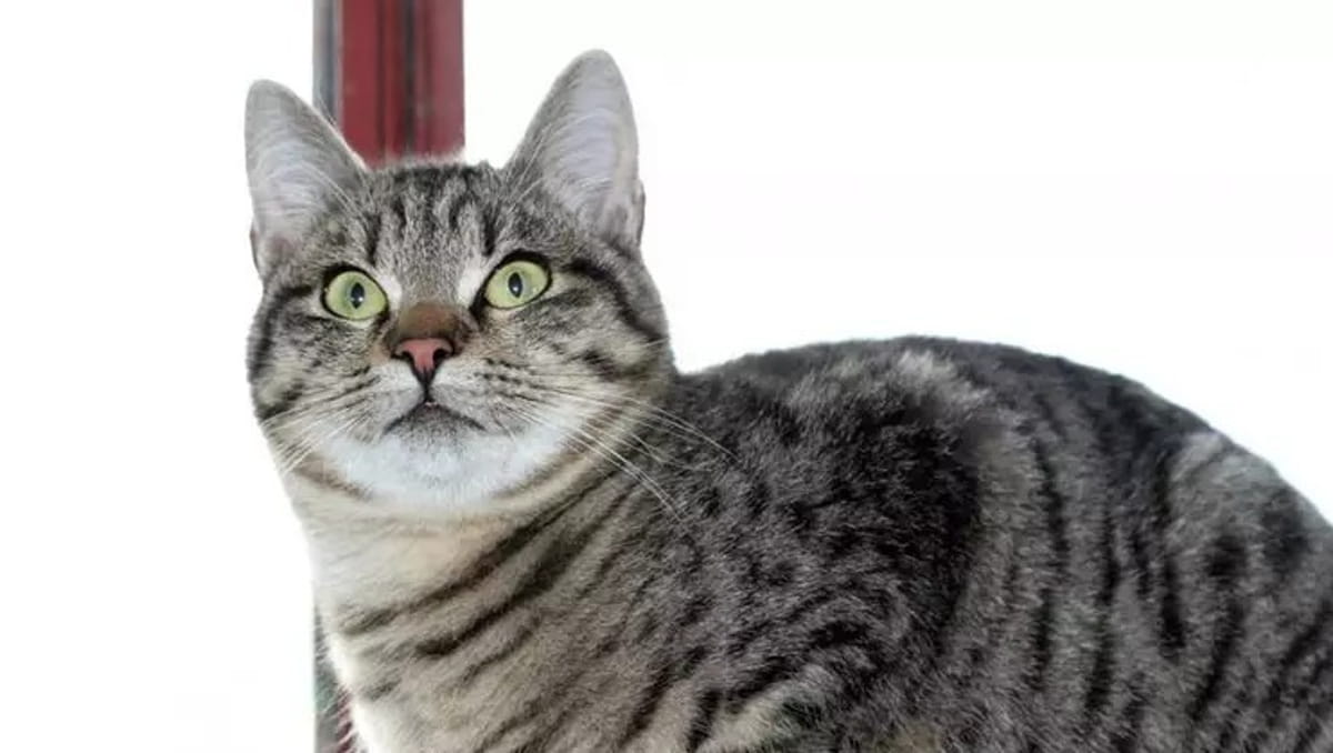 Fisicamente, o Brazilian Shorthair é considerado um felino de porte médio, musculoso, porém elegante