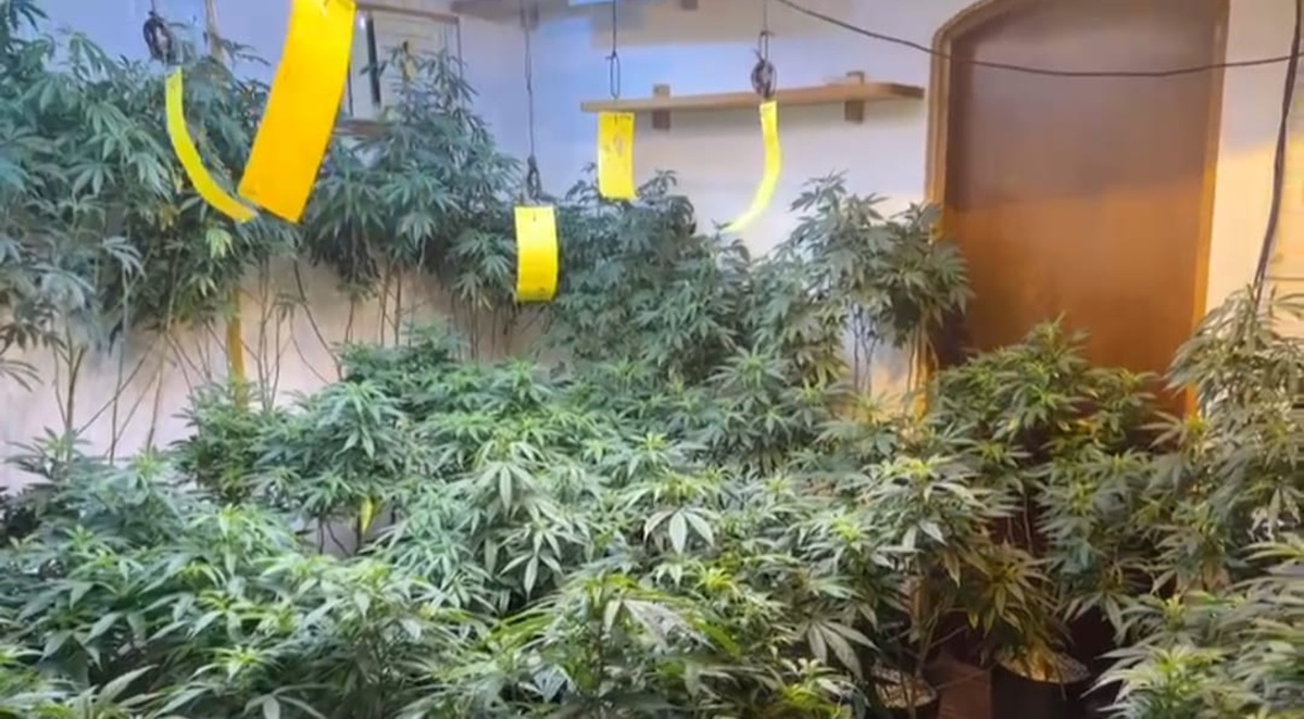 Diversos cômodos da residência estavam adaptados com sofisticadas estruturas para o cultivo da planta cannabis sativa