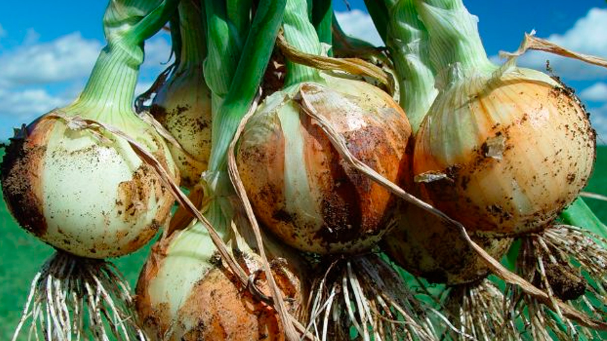 Localizada na região do Alto Vale do Itajaí, a cidade é responsável por cerca de 30% da produção de cebola do Brasil,