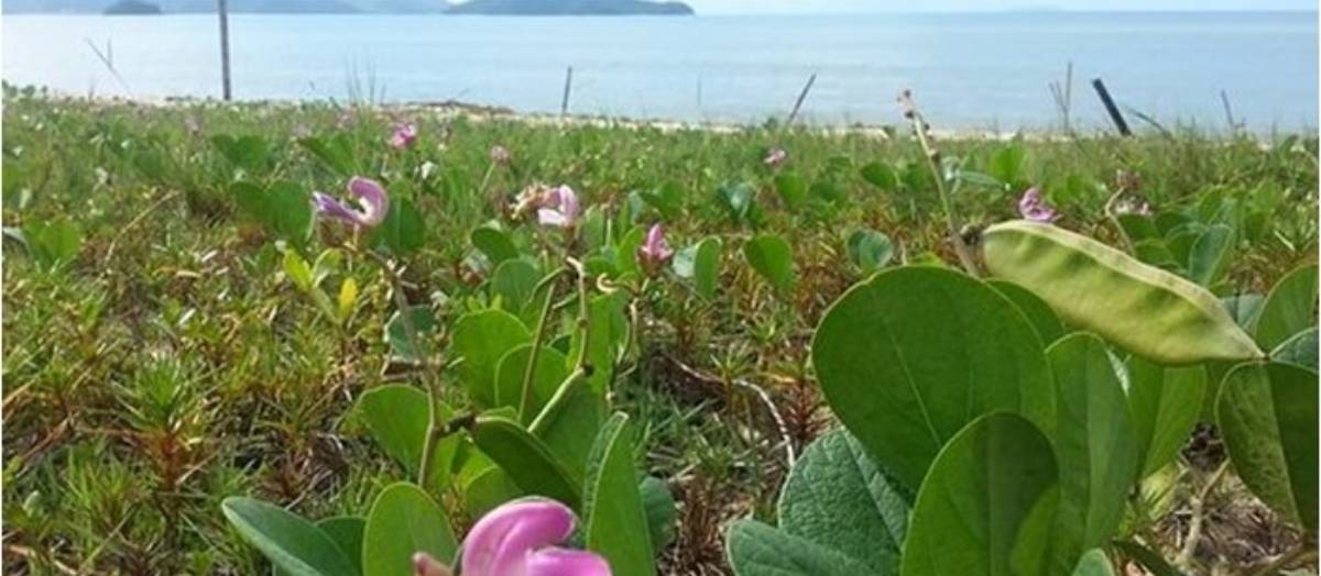 A gestão municipal deu o pontapé inicial para recuperar a vegetação das praias, conhecida como jundu
