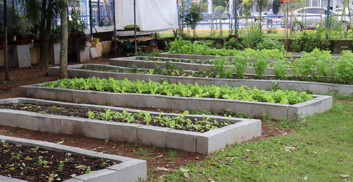 A aula vai abordar práticas simples e eficazes para reduzir o desperdício, incluindo aproveitamento de cascas, talos, folhas e sementes, planejamento alimentar e armazenamento adequado