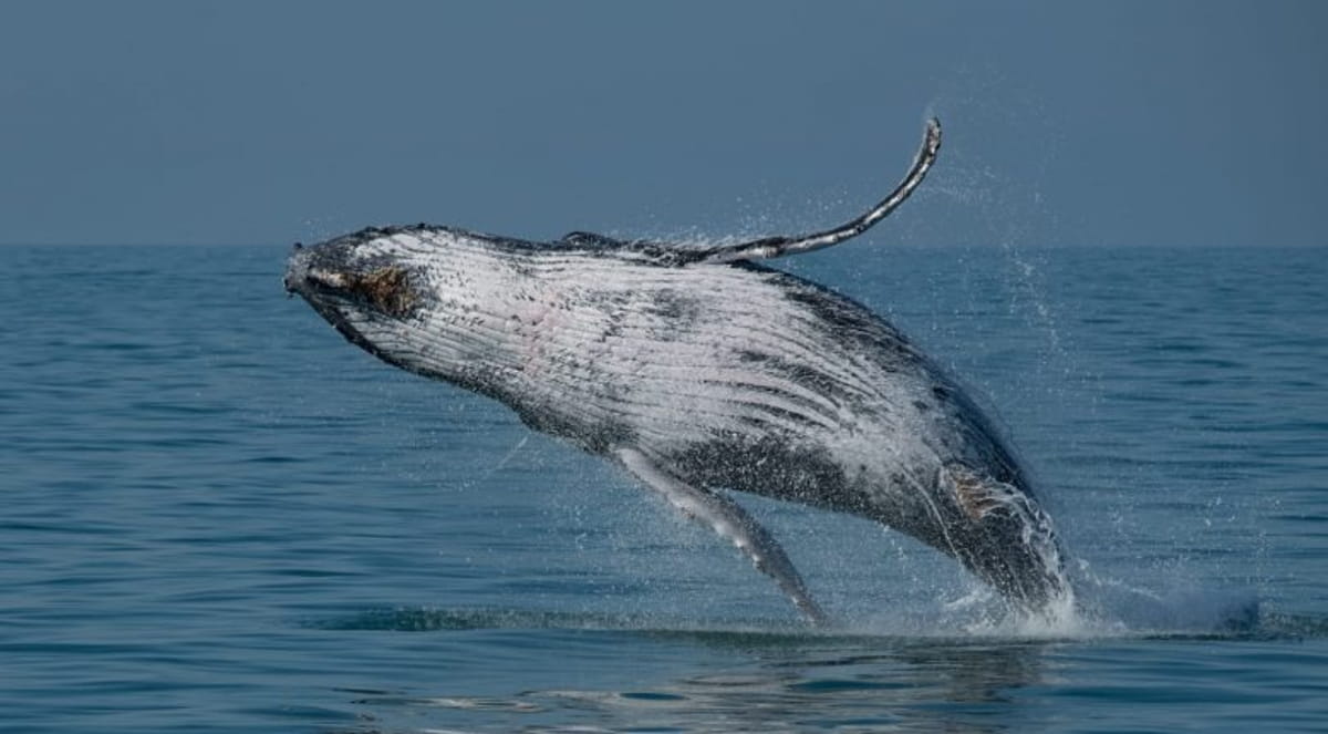 Baleias são visitantes frquentes da costa paulista