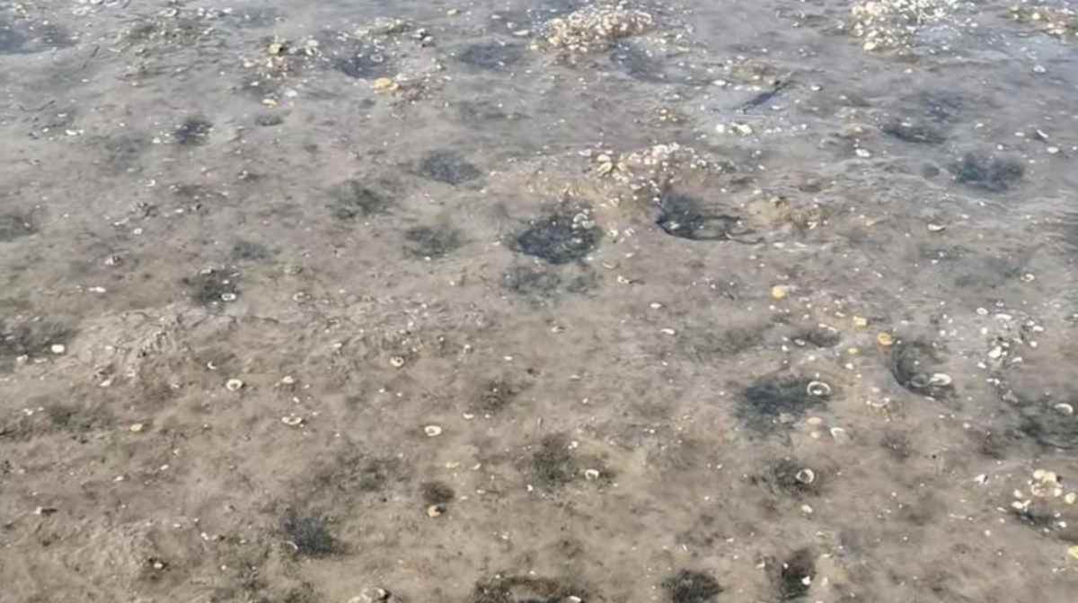 Para esclarecer todas as dúvidas, a reportagem do DL explica os detalhes desse fenômeno natural