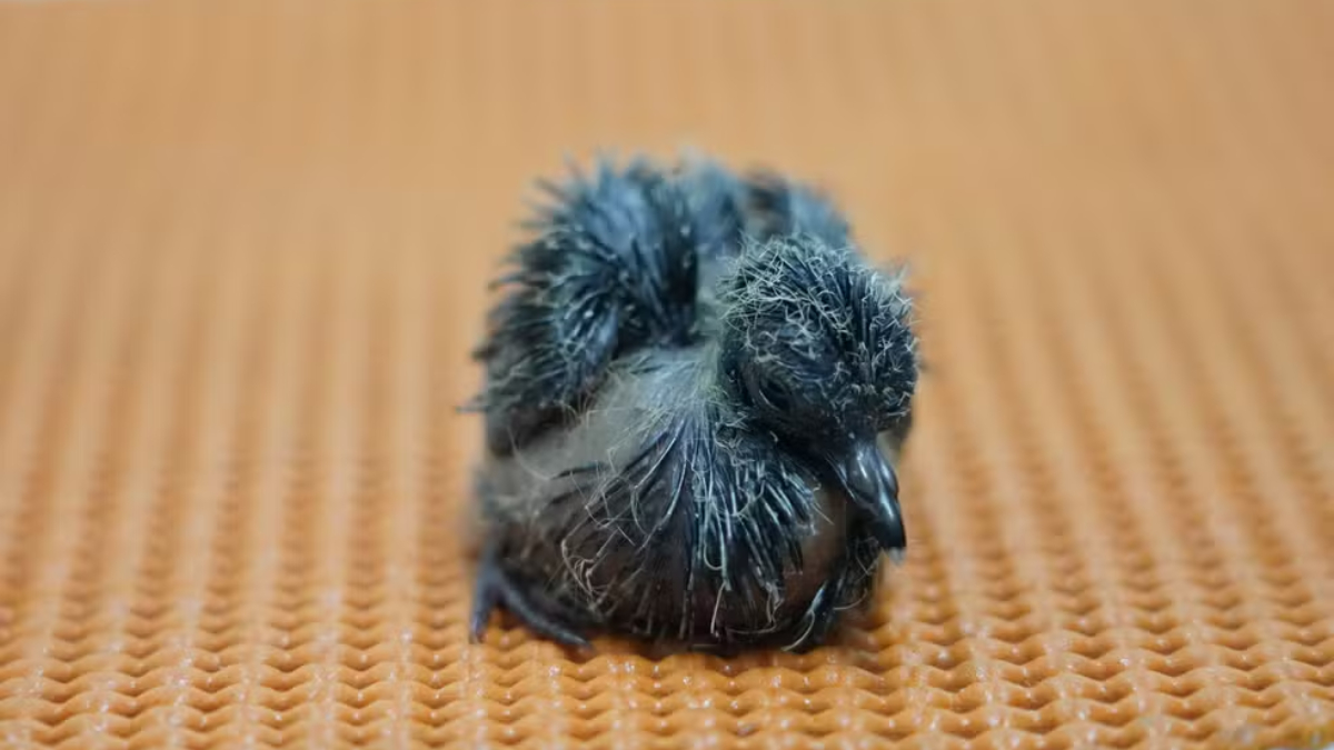 O nascimento é fruto de um trabalho multidisciplinar