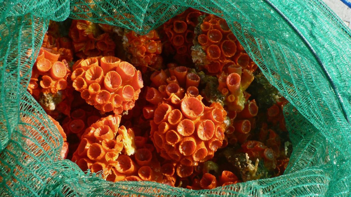 Colônia de Coral-Sol que invadiu a Baixada Santista