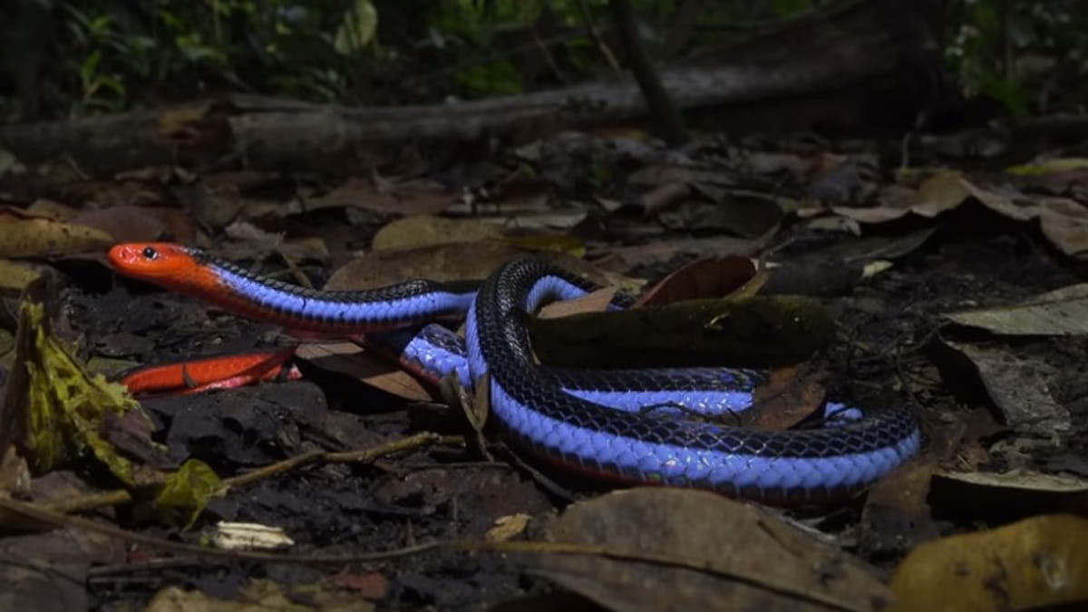 Cobra-coral-azul (Calliophis bivirgatus) é considerada uma das mais letais do mundo