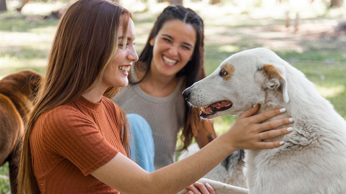 A forma como falamos com nossos pets impacta diretamente o cérebro canino