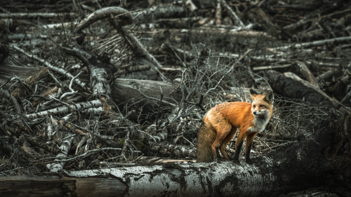 O alerta foi reforçado durante a abertura de um encontro internacional no Rio de Janeiro