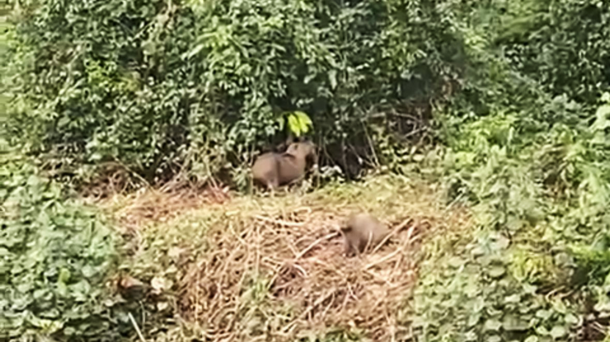 A família -  que inclua os filhotes - estava aproveitando o tempo bom