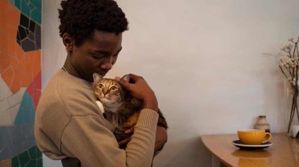 Seu gato pode entender o que você fala