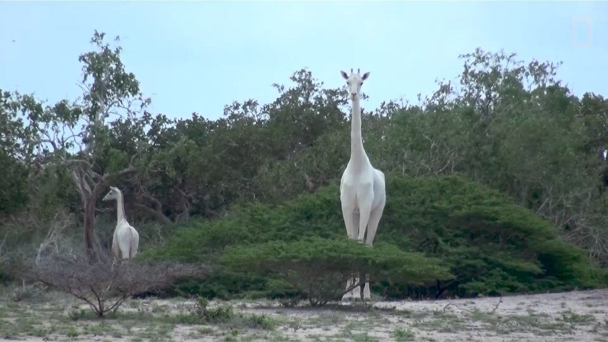 População de girafas caiu 40% nos últimos 30 anos