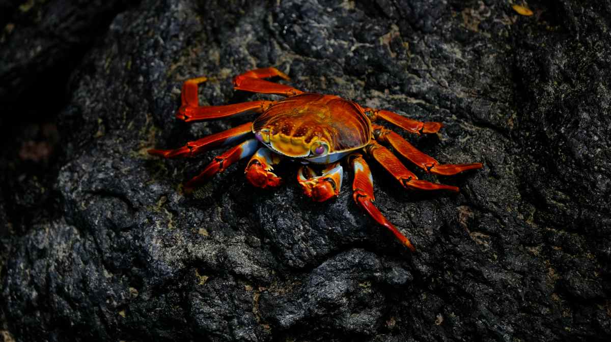 A descoberta aconteceu durante uma expedição de pesquisa realizada próximo à costa do Chile