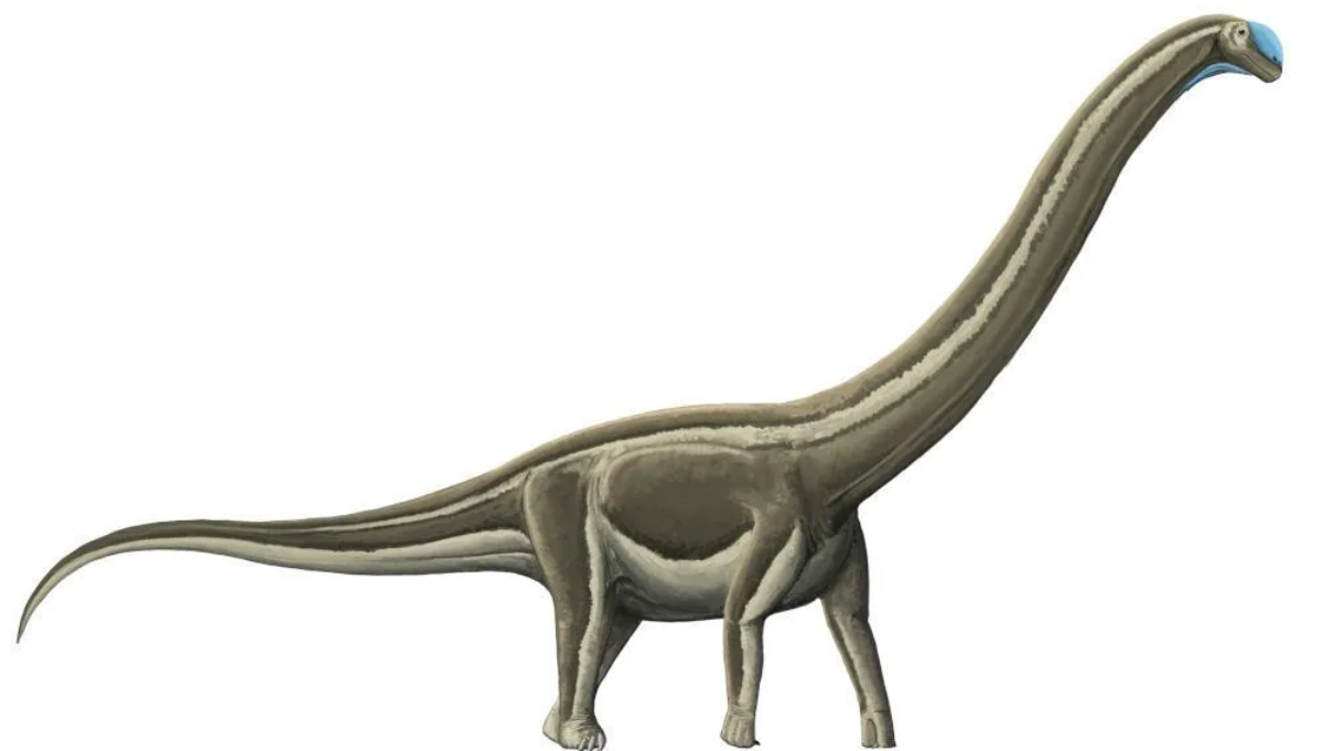 Conjunto de fósseis de saurópodes, os famosos dinossauros pescoçudos, foram identificados