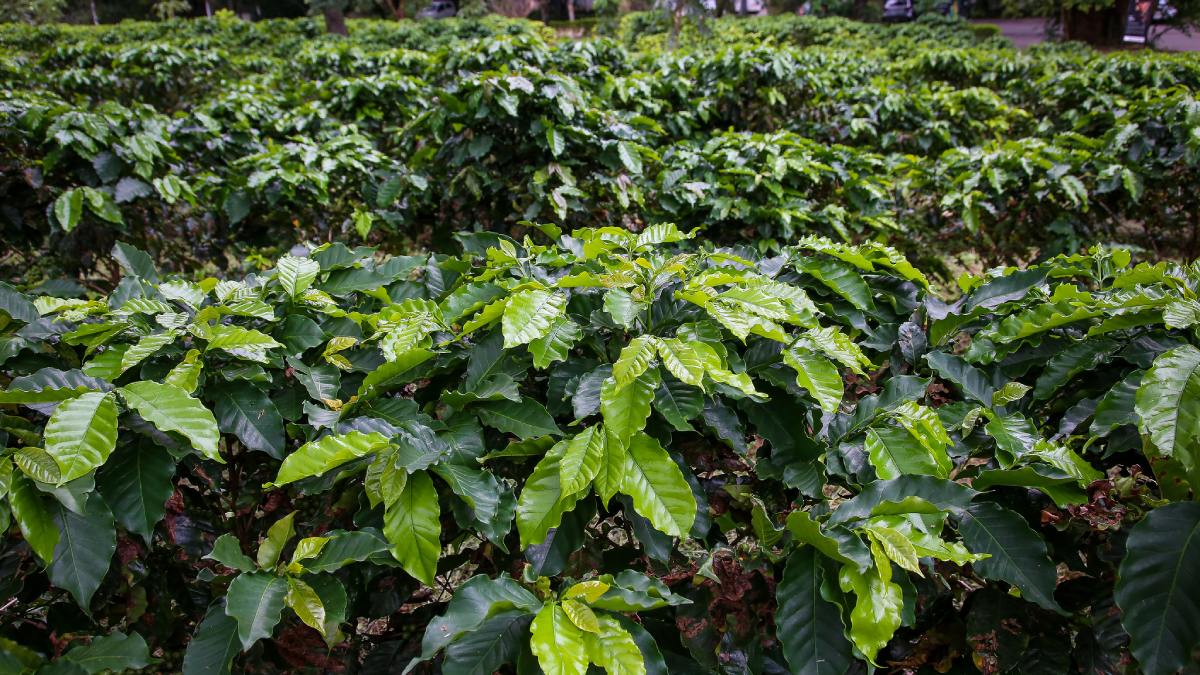 Cafezal possui mais de 2 mil pés de café