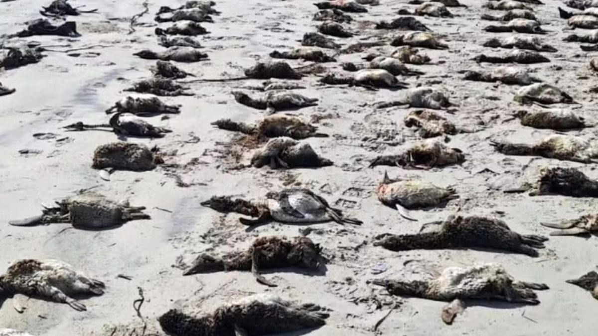 Antes de encalhar, esses animais estavam em sua rotina normal: nadando longas distâncias pelo alto mar em busca de pequenos peixes, lulas e crustáceos.
