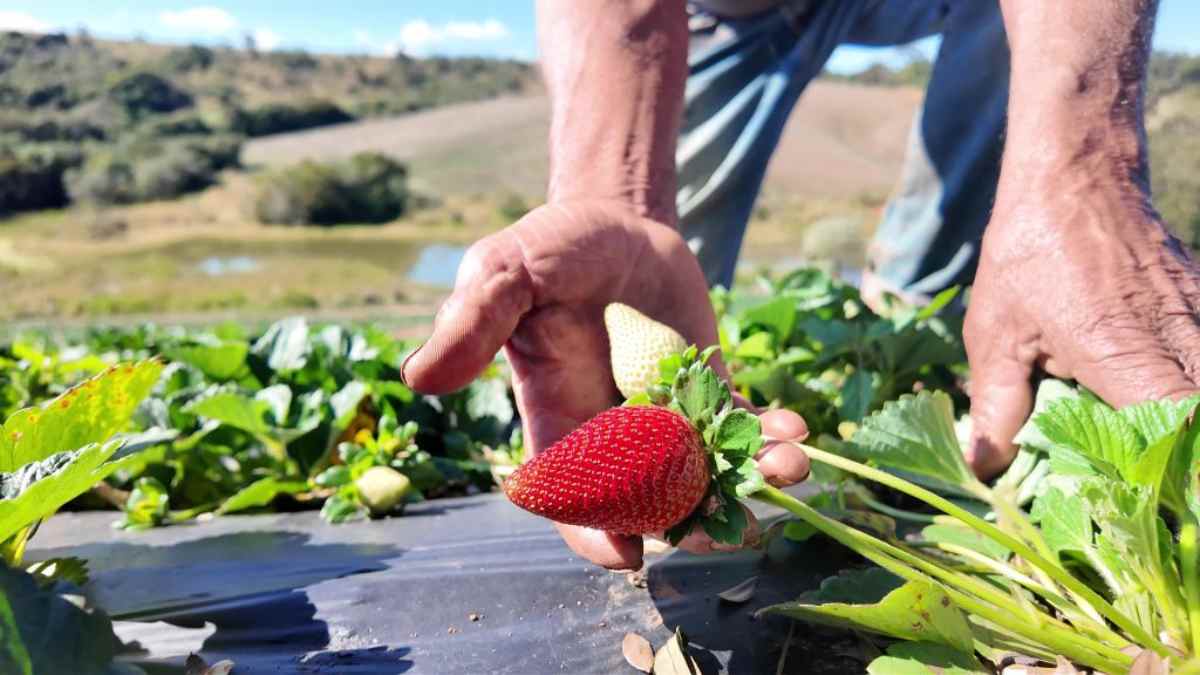 Em 2023, Campinas produziu 3,2 mil toneladas de morango