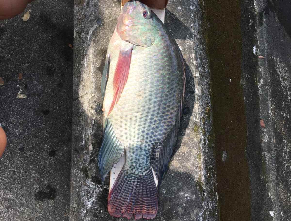 Essa espécie é reconhecida mundialmente por sua alta capacidade de adaptação