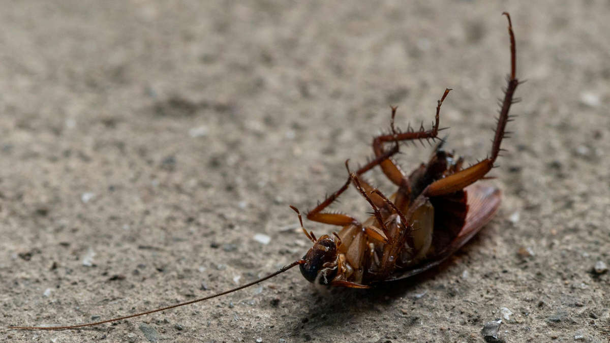 Sua família está protegida? Entenda a ameaça das baratas e como se defender efetivamente.