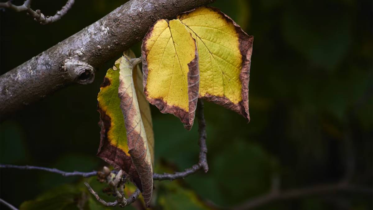 Descubra como curar suas plantas com pontas secas e marrons