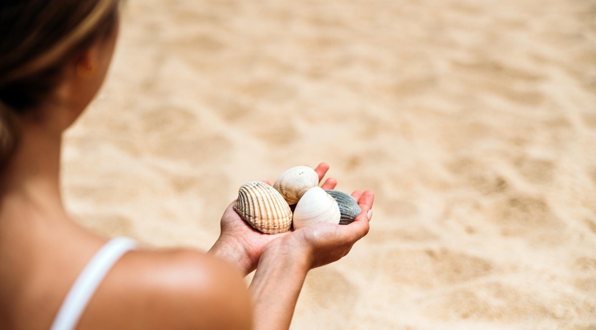Conchas do mar não são capazes de reproduzir o som do oceano