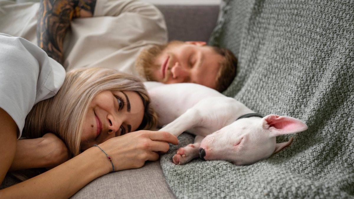 Os cães demonstram afeto pelos tutores da mesma forma que fariam com outros membros da sua matilha