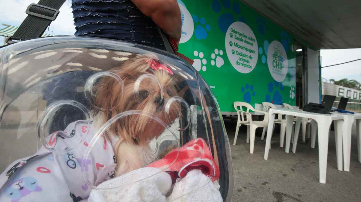 Um dos benefícios da microchipagem e do cadastro é a localização dos tutores em caso de perda, roubo ou maus-tratos