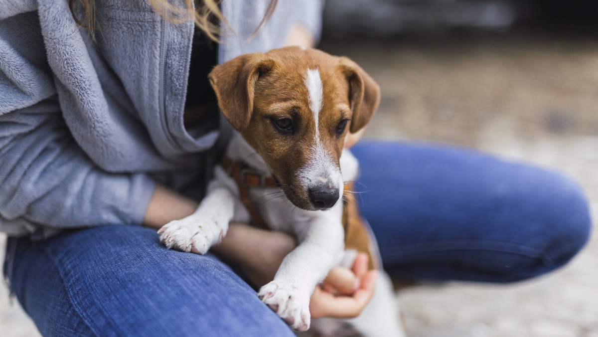 A medida é vista como uma forma de estimular a adoção responsável