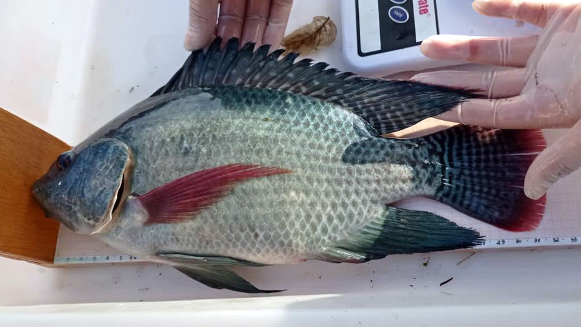 A presença da Salmonella nas Tilápias representa um alerta sério para a segurança alimentar