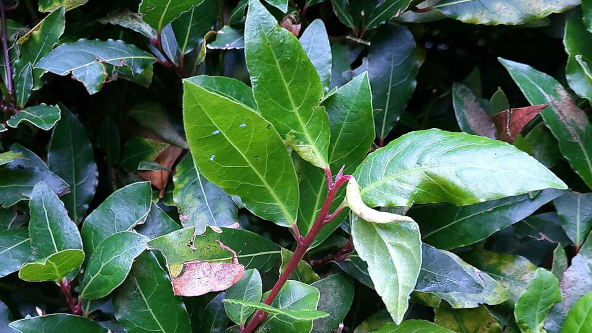 Entenda por que a folha de louro é um escudo protetor e um aliado indispensável