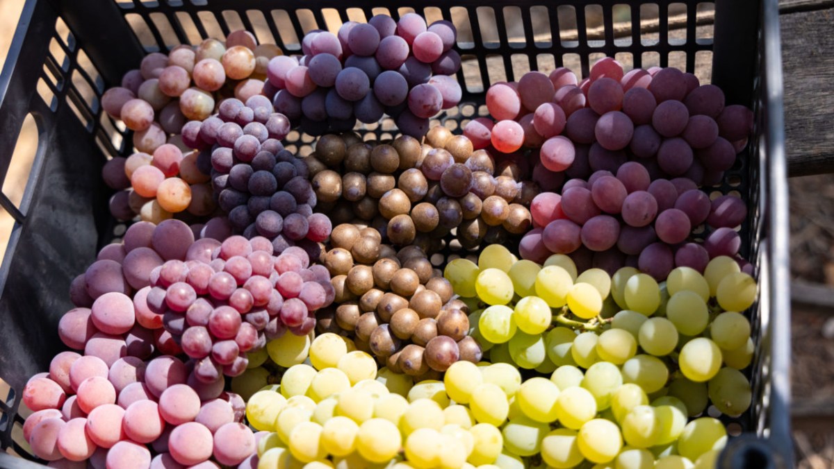 Foi lá, em 1933, que surgiu, de forma natural e inédita, a Uva Niagara Rosada, por meio de uma mutação
